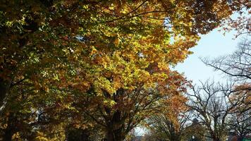 The beautiful Wshington DC city view in autumn photo