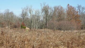 The wild forest view in the countryside of the city in winter photo