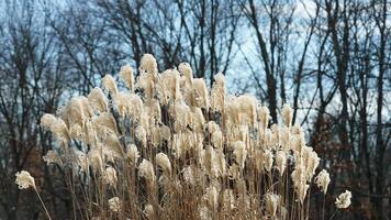 The wild forest view in the countryside of the city in winter photo