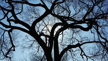 The wild forest view in the countryside of the city in winter photo
