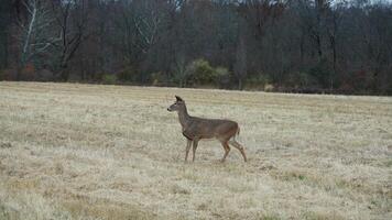 Several wild deers having a dinner in the autumn meadow photo