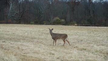 Several wild deers having a dinner in the autumn meadow photo
