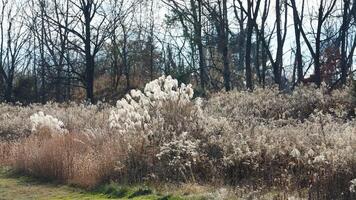 The wild forest view in the countryside of the city in winter photo