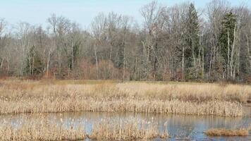 The wild forest view in the countryside of the city in winter photo