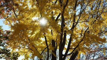 The beautiful Wshington DC city view in autumn photo