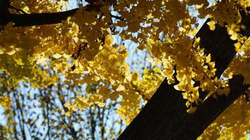 The beautiful Wshington DC city view in autumn photo