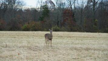 Several wild deers having a dinner in the autumn meadow photo
