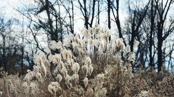 The wild forest view in the countryside of the city in winter photo