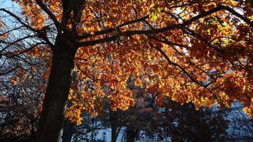 The beautiful Wshington DC city view in autumn photo