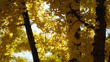 The beautiful Wshington DC city view in autumn photo