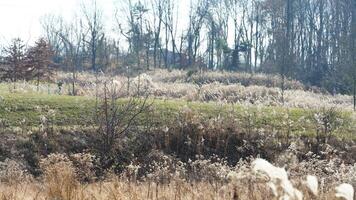 The wild forest view in the countryside of the city in winter photo