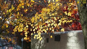 The beautiful Wshington DC city view in autumn photo