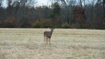 Several wild deers having a dinner in the autumn meadow photo