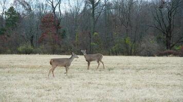 Several wild deers having a dinner in the autumn meadow photo