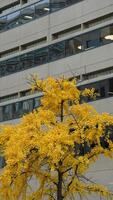 The beautiful Wshington DC city view in autumn photo
