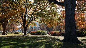The beautiful Wshington DC city view in autumn photo