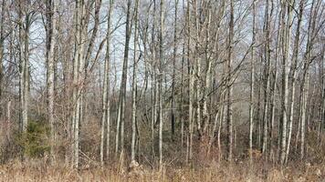 The wild forest view in the countryside of the city in winter photo