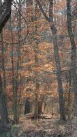 The wild forest view in the countryside of the city in winter photo