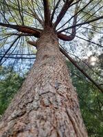 Low Angle View of a Pine Tree Trunk and Branches photo