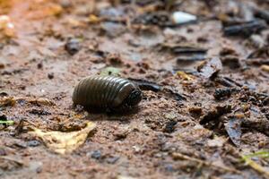 Pill millipede has a fat appearance. When startled, it curls up into a ball like a bullet and lives in wet places or rainforests. Eat rotting plant scraps as food. photo
