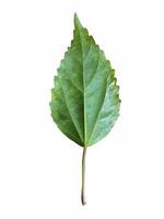 isolated on the back of the Snowflake Hibiscus leaves. The leaves have sparse white spots. The edges of the leaves are serrated into a sawtooth pattern. photo