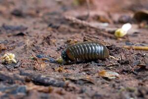 Pill millipede has a fat appearance. When startled, it curls up into a ball like a bullet and lives in wet places or rainforests. Eat rotting plant scraps as food. photo