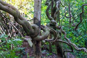Bauhinia scandens is a hard vine that often grows far and wide across the canopy of other trees. The old vine is hard, tough, flat, and curves back and forth in regular waves. Looks like a staircase photo