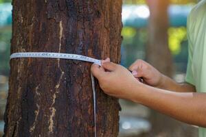 Asian child uses a tape measure to measure the circumference of a tree trunk. To study the carbon storage of trees photo
