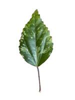 isolated on the front of the Snowflake Hibiscus leaves. The leaves have white spots scattered around. The edges of the leaves are serrated into a sawtooth pattern. photo