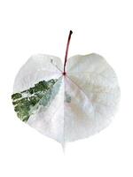 isolated leaves of Thespesia populnea has a heart-shaped appearance Leaf edges are smooth or serrated. The upper surface of the leaf is green with white spots scattered throughout the leaf. photo