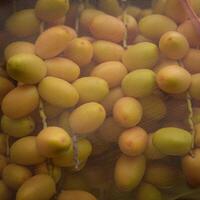 close-up Fresh dates from the palm tree. Phoenix dactylifera Linn photo