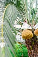 Fresh dates from the palm tree. Phoenix dactylifera Linn photo