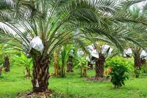 Fresh dates from the palm tree. Phoenix dactylifera Linn photo