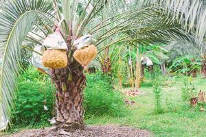 Fresh dates from the palm tree. Phoenix dactylifera Linn photo