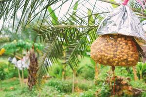 Fresh dates from the palm tree. Phoenix dactylifera Linn photo