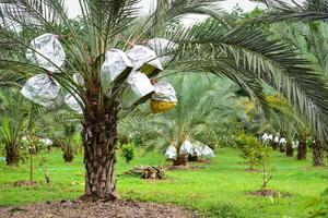 Fresh dates from the palm tree. Phoenix dactylifera Linn photo