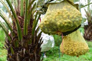 Fresh dates from the palm tree. Phoenix dactylifera Linn photo