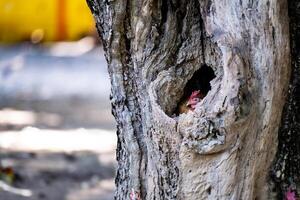 A closeup of an old tree trunk with a hen incubating eggs in a hollow, showing detailed bark texture and natural patterns. photo