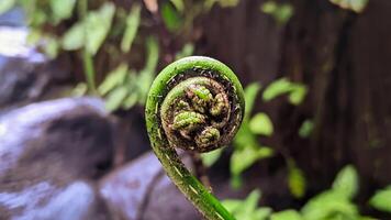 Young Fern Fiddlehead Unfurling in Nature photo
