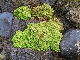 Lush Green Moss on Rocky Surface photo
