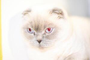 Cat, Scottish Fold, Portrait. Close-up of a white Scottish Fold cat with red eyes looking at the camera. photo