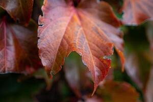 Leaves Autumn Fall Close-up of red and orange leaves changing color in the fall season. photo