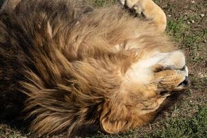 Lion, Grass, Resting - A male lion laying down and relaxing on a patch of green grass. photo