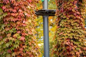 Fall Foliage Trees Autumn Colorful Leaves Climbing Up Tree Trunks photo