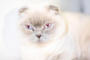 Cat, Portrait, Eyes - Close-up of a white Scottish Fold cat with piercing blue eyes staring directly at the camera. photo