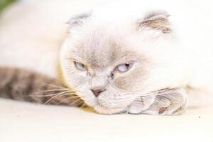 Cat Scottish Fold Close-up Portrait, Relaxing on White Surface, Showing Feline Features and Fur. photo