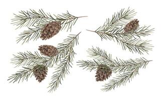 Fir branch with pine cones. Set of realistic illustrations, watercolor botanical drawing of a coniferous tree. Drawings for Christmas and New Year holidays, invitations, cards, wrapping paper. vector