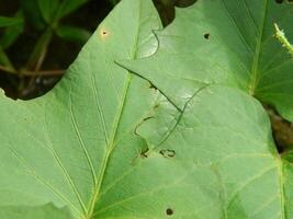 Green leaf background from tropical area photo