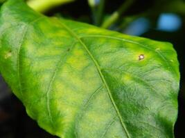 Green leaf background from tropical area photo