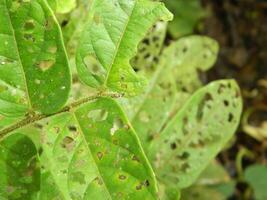 Green leaf background from tropical area photo
